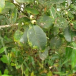 Ilex brevicuspis (4)