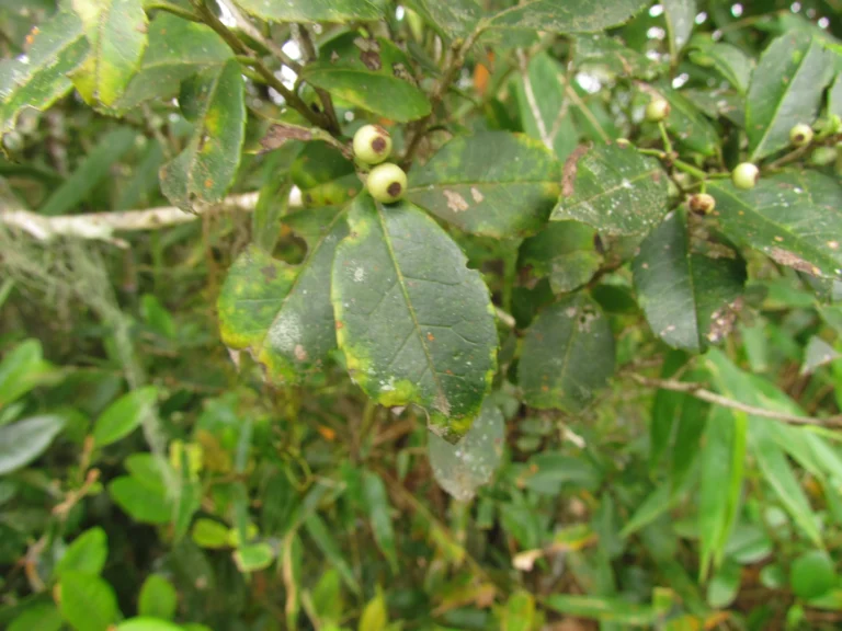 Ilex brevicuspis (4)