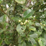 Ilex brevicuspis (3)
