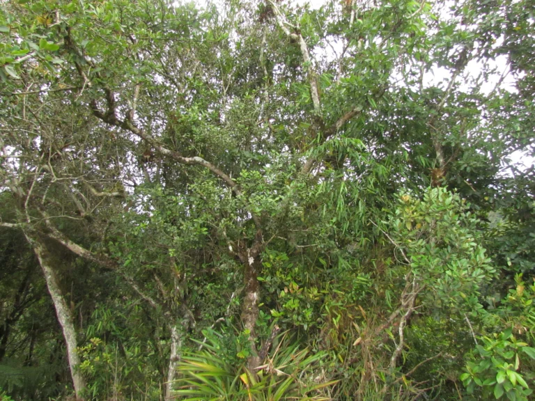 Ilex brevicuspis (1)