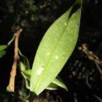 Anthurium scandens (14)