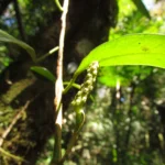 Anthurium scandens (12)