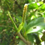 Anthurium scandens (8)