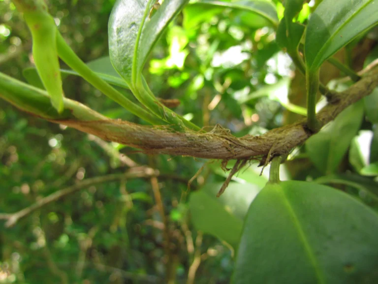 Anthurium scandens (9)
