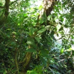 Anthurium scandens (5)