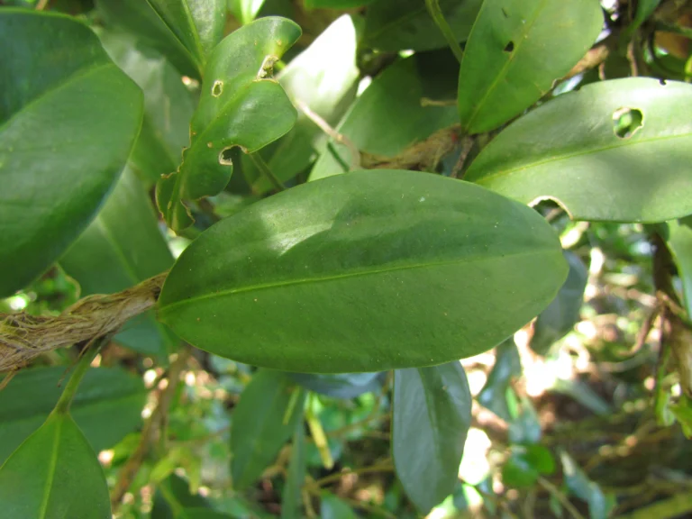 Anthurium scandens (6)