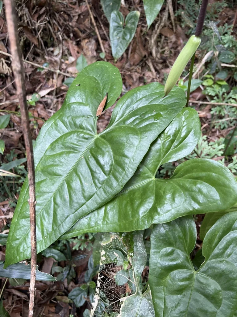 Anthurium acutum (3)