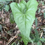 Anthurium acutum (1)