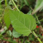 IMG_20251116_163035