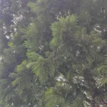 IMG_20251102_105209