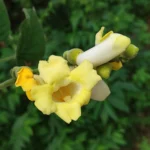 IMG_20251113_151126