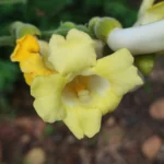 IMG_20251113_151142