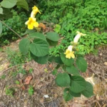 IMG_20251113_151330