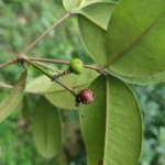 IMG_20251109_164540