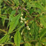 IMG_20251109_171711