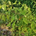 IMG_20251109_171717