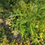 IMG_20251109_171722