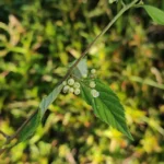 IMG_20251109_171807
