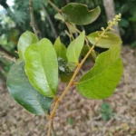 IMG_20251108_172954