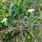 IMG_20251107_171252