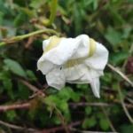 IMG_20251107_171336_1