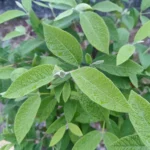 IMG_20251107_175428