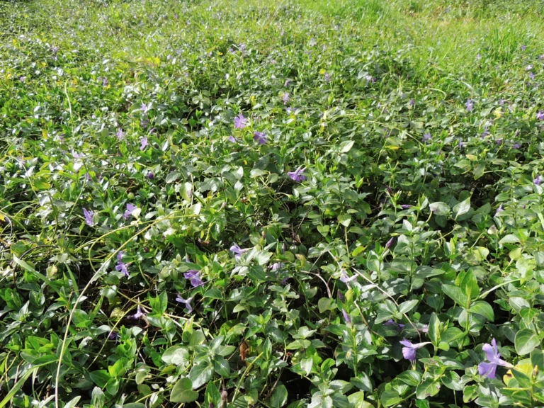 Vinca major (11)