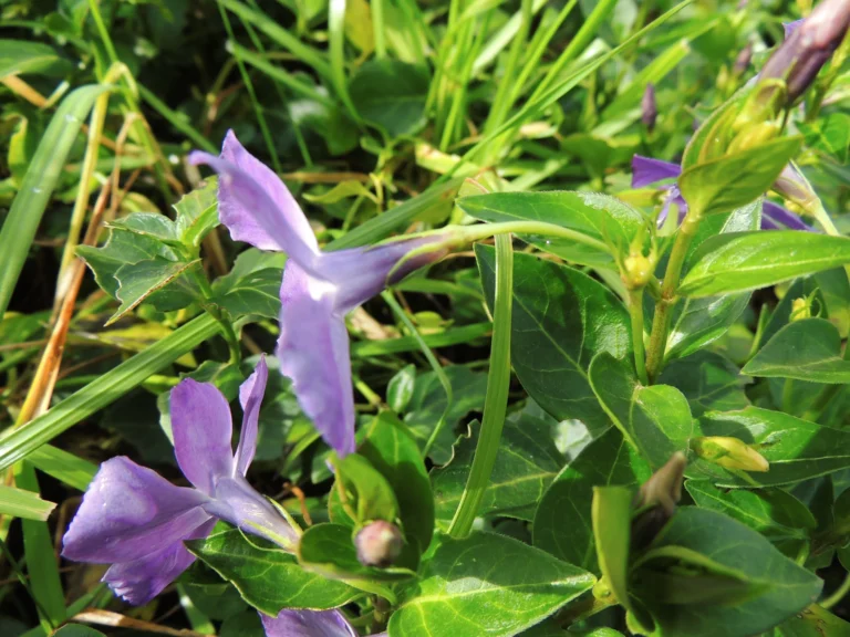 Vinca major (5)