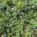 Vinca major (3)