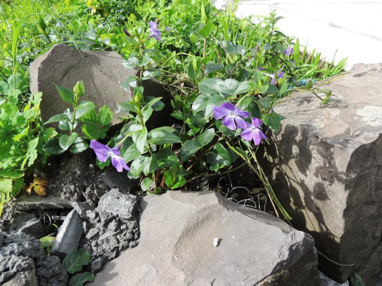 Vinca major (1)