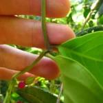 Temnadenia odorifera (31)