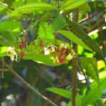 Temnadenia odorifera (24)