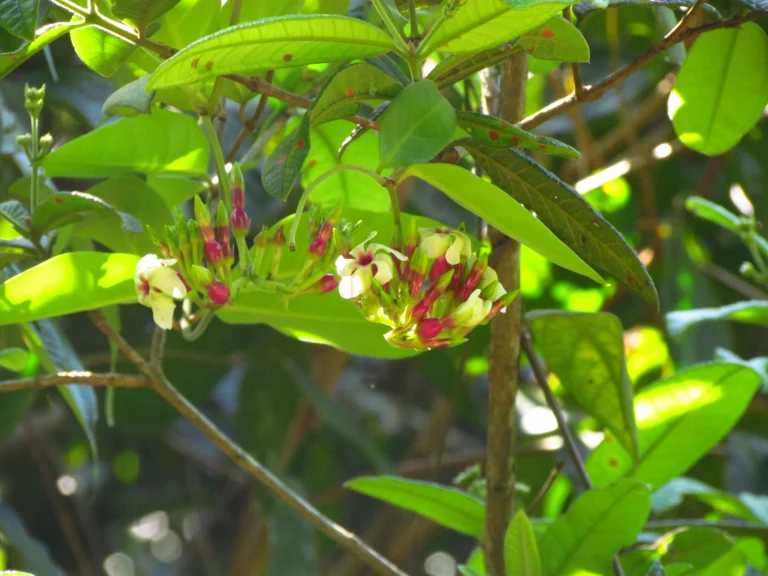 Temnadenia odorifera (24)
