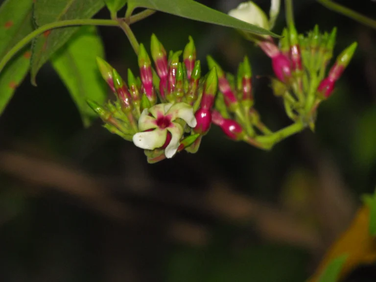 Temnadenia odorifera (22)