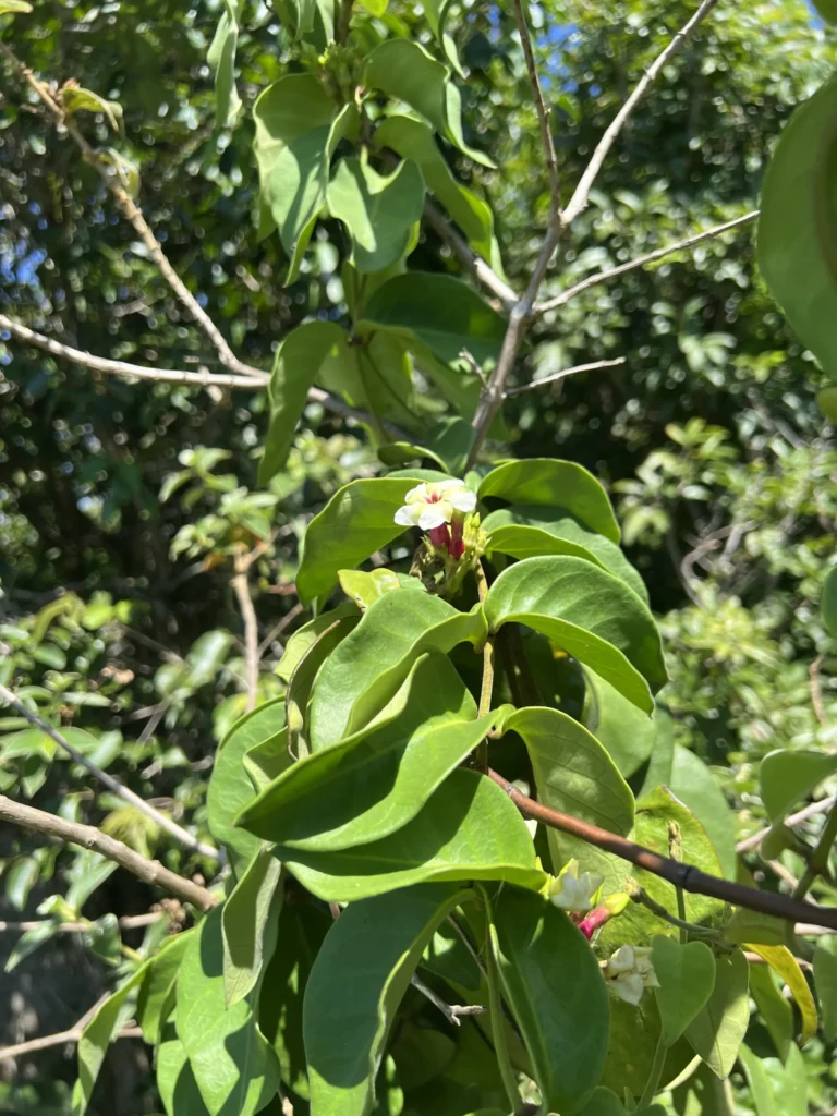 Temnadenia odorifera (20)