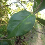 Temnadenia odorifera (4)