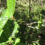 Tassadia subulata tomentosa (13)