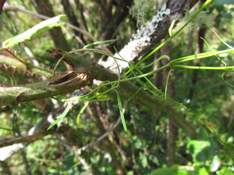 Tassadia subulata tomentosa (12)
