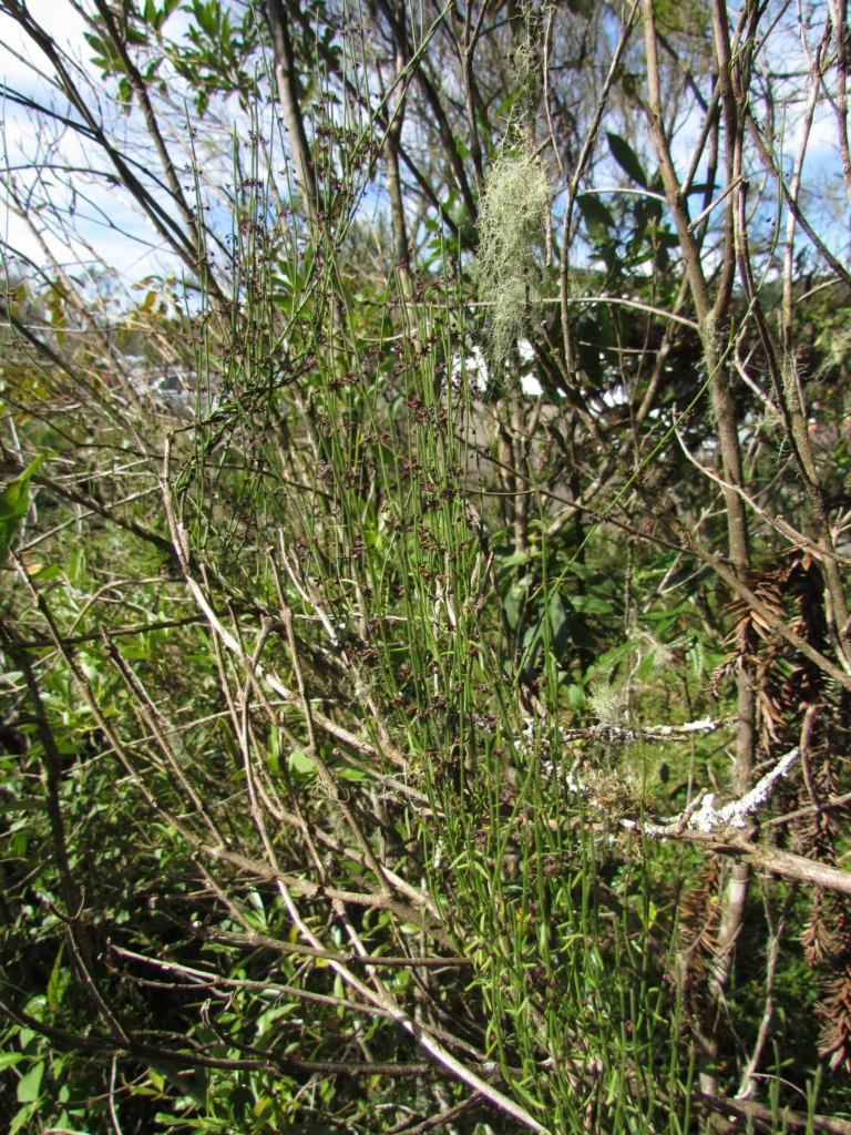 Tassadia subulata tomentosa (11)