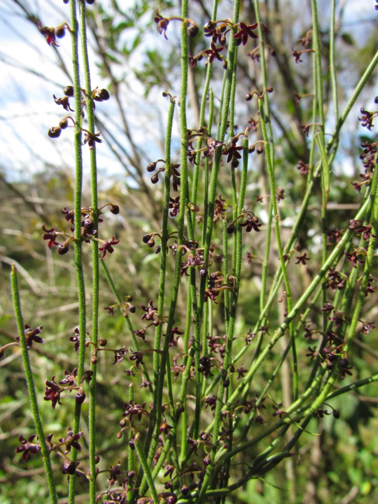 Tassadia subulata tomentosa (9)