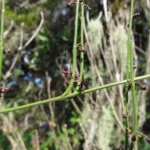 Tassadia subulata tomentosa (8)