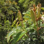 Tassadia subulata subulata (9)