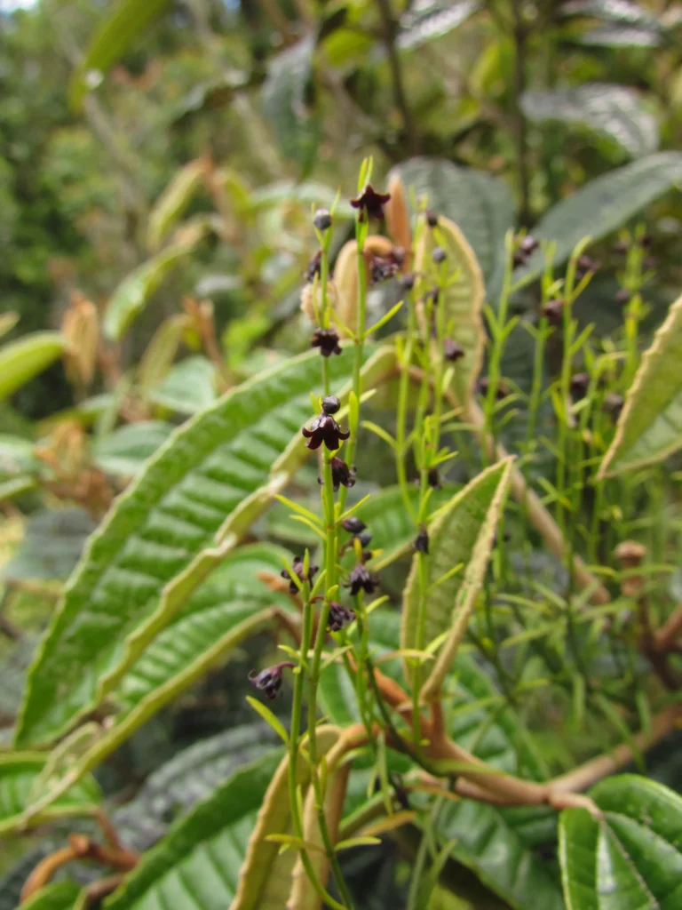 Tassadia subulata subulata (3)