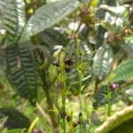 Tassadia subulata subulata (4)