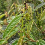 Tassadia subulata subulata (2)