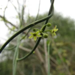 Tassadia subulata florida (39)