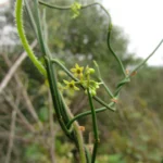 Tassadia subulata florida (36)