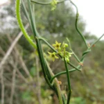 Tassadia subulata florida (35)