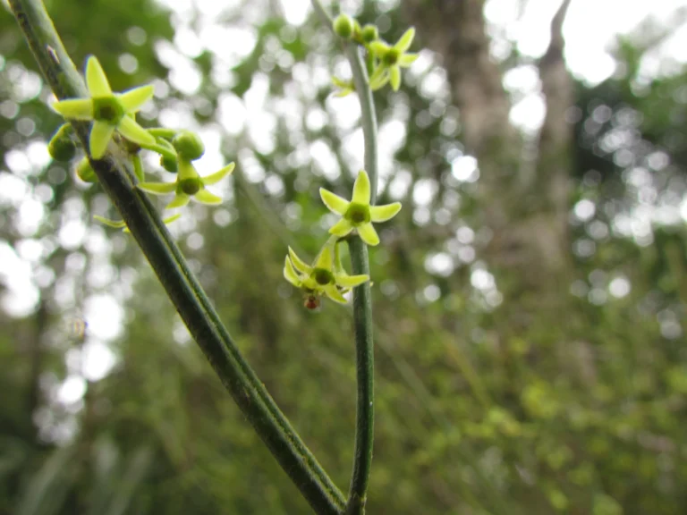 Tassadia subulata florida (30)