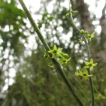 Tassadia subulata florida (29)